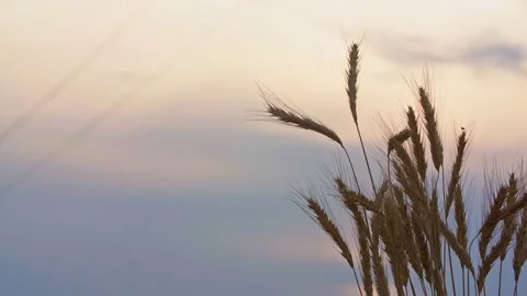 Close-up wheat spike trembling in wind. Colorful blue and orange sky Stock Footage 136702281