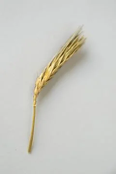 Close up of a wheat spike with white background Stock Photos
