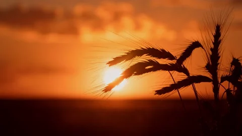 Close-up wheat spikelets backlit with sun shot in timelapse during warm sunset Video stock 136309782