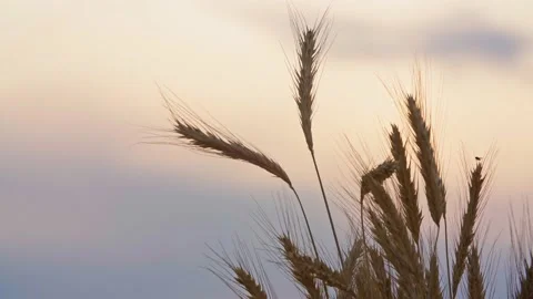 Close-up wheat spikelets, ripe ears and evening sky on background Stock Footage 136702207