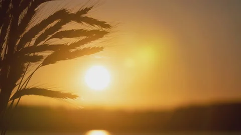 Close-up wheat spikelets shot in timelapse during warm summer sunset Stock Footage 136307810