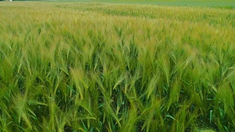 Close up of wheat spikelets swaying in the wind. 4K. Stock Footage 113200796