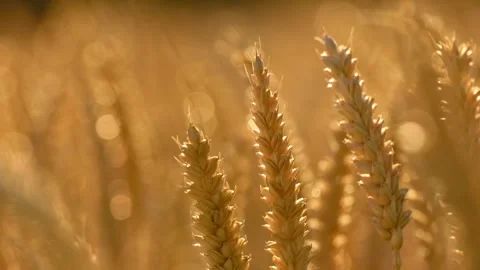 Close-up of wheat spikes glowing in warm backlight Video stock 338131808