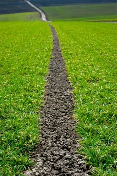 Close up of wheat sprouts and technical trail with soil in the middle Stock Photos