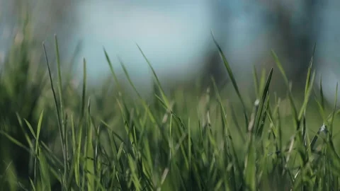 A close-up of the wheat sprouts Stock Footage 219790869