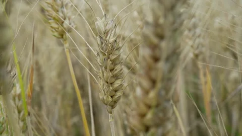Close up of wheat stalk Stock Footage 249408610