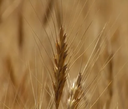 Close-up on wheat stalk with the rack focus Stock Footage 21525117