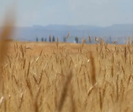 Close-up on wheat stalk with the rack focus and heat waves Stock Footage 21525488