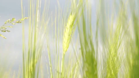 Close up of wheat stalks on a field moving in the wind Stock Footage 345619939