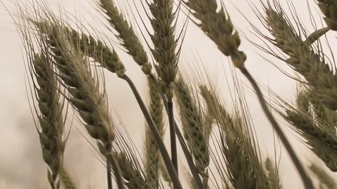 A close-up of wheat stalks gently swaying in the breeze. Stock Footage 325910596