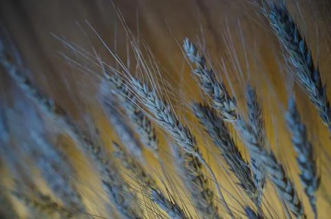 Close-up Wheat Stalks Stock Photos