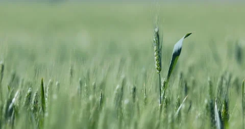 Close up of a wheat stick sticking out in the middle of a large field Stockbeeldmateriaal 154990190