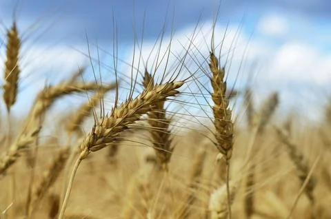 Close up of the wheat in the summer field Stock-Fotos