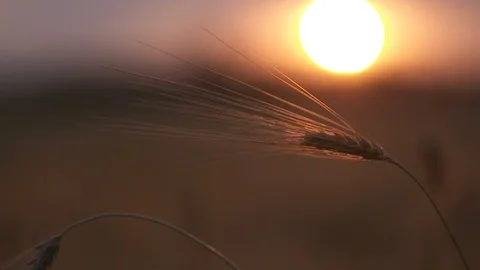 Close-up of wheat at sunset Video stock 87115693