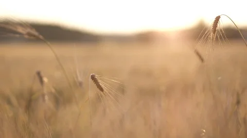 Close-up of wheat at sunset Video stock 87116305
