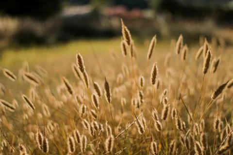 Close up wheat in the sunset.Wheat field. Stock Photos