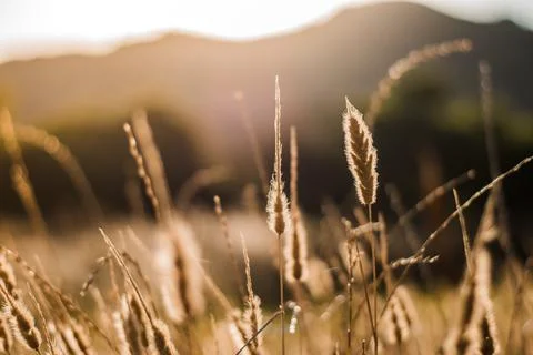 Close up wheat in the sunset.Wheat field. Stock Photos