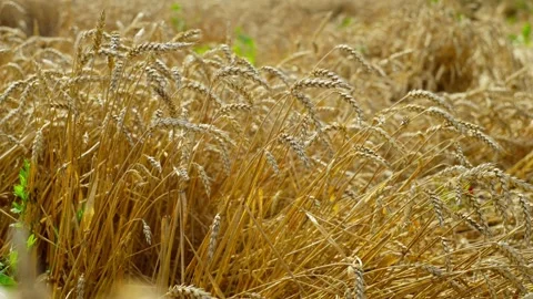 Close-up of wheat swaying in the wind in the rays of the sun. Stock Footage 250020268