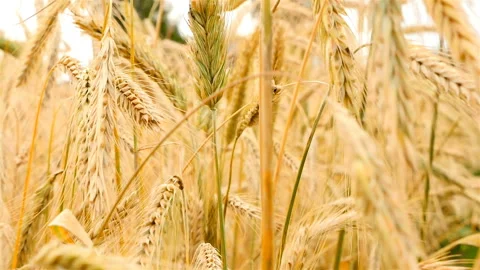 Close-up of wheat swaying in the wind. Slow motion Stock Footage 86291084