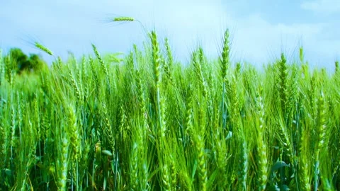 Close-up of wheat swaying in the wind in a wheat field Stock Footage 257856635