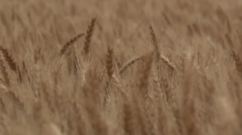 Close Wheat Waving Stock Footage 35580600