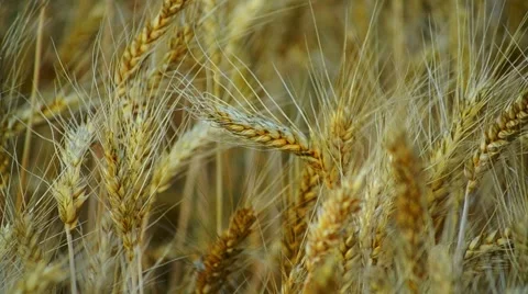 Close Up Wheats Bankground Stock Footage 51776096