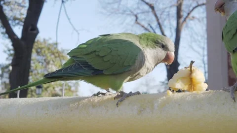 Close-up where a green monk parrots, Myiopsitta monachus sits on a fence and Stock Footage 259660422