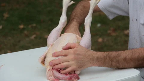 Close up while gutting freshly butchered and plucked organic broiler or chicken Stock Footage 250981986