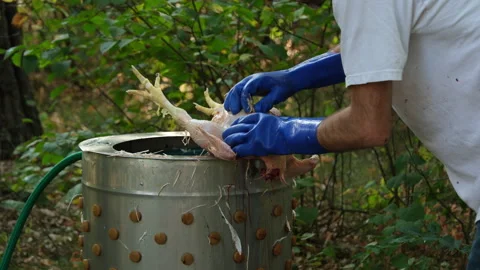 Close up while hand pulling remaining feathers from broiler Stock Footage 250774504