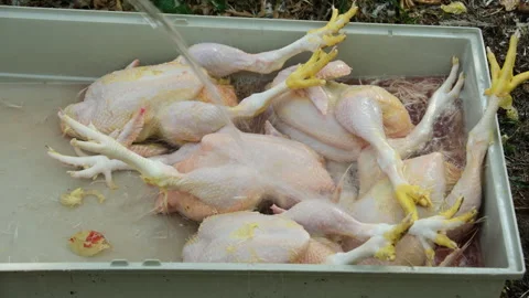 Close up while pouring water onto freshly butchered broiler or chicken Stock Footage 250802262