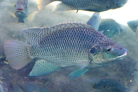 Close up of a while tilapia inside a tank Stock Photos