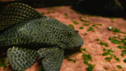 Close up of Whiptail Catfish Stock Footage 239579994