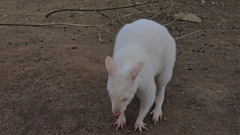 Close up of a white albino Kangaroo Stock Footage 271159928
