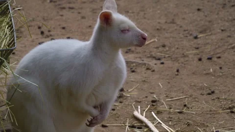 Close up of white albino Kangaroo Stock Footage 274582792