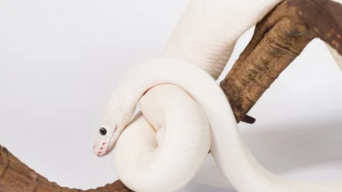 Close Up of White Albino Snake Coiled on Wooden Branch Video stock 326019549