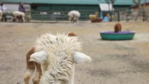 Close up of a white alpaca Video stock 310298974