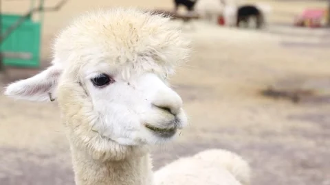 Close up of a white alpaca 스톡 동영상 310298978