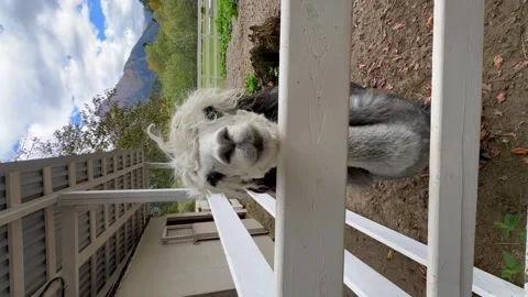 Close-up of a white alpaca head with black spots on the farm, in an enclosure wi Stock Footage 303925003