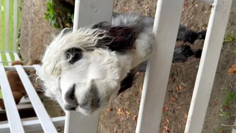 Close-up of a white alpaca head with black spots on the farm, in an enclosure wi Vidéo 303925165