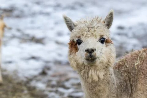 Close up of White Alpaca Looking Straight Ahead. Beautiful llama farm animal  Stock Photos