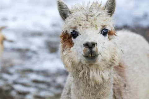 Close up of White Alpaca Looking Straight Ahead. Beautiful llama farm animal  Stock-Fotos