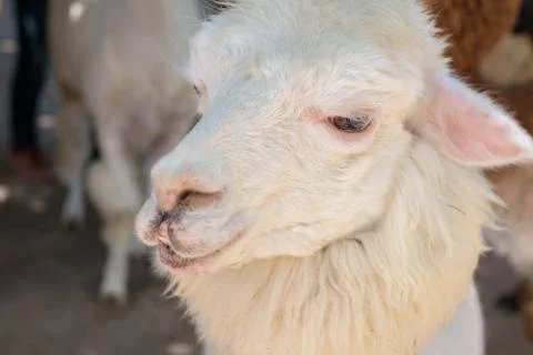Close up of white alpaca Stock Photos