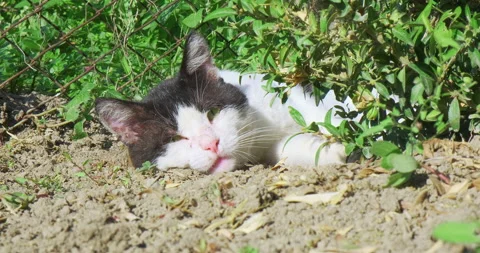 Close-up of a white and black cat that is resting on the ground and basking in Stock Footage 152529311