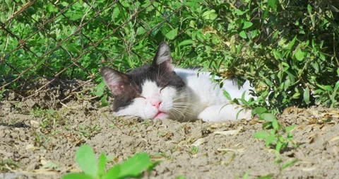 Close-up of a white and black cat resting on the ground and basking in the sun Stock Footage 152529331