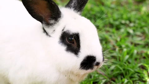 Close-Up of a White and Black-Spotted Rabbit Chewing on Green Grass Stock Footage 302775944