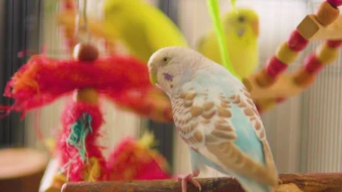 Close Up of White and Blue Pet Budgie Blinking on Perch in Cage 스톡 동영상 340035920