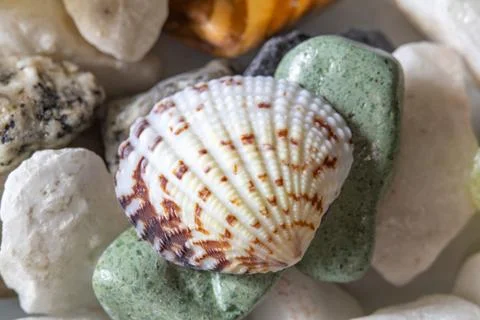 Close-up of a white and brown seashell resting on smooth green and white pe.. Stock Photos