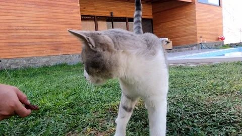 Close-up of a white and gray cat licking looking at the camera and feeding him m Stock Footage 199561241