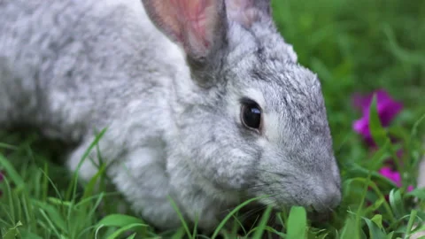 Close up of white and gray Rabbit eating green grass and pink flowers inside Stock Footage 227907011