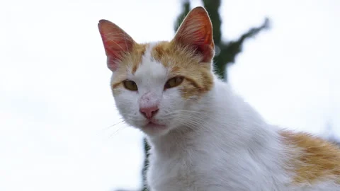 Close up of a white and orange cat Stock Footage 264946207
